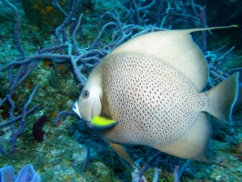 082 Gray Angelfish IMG 5900